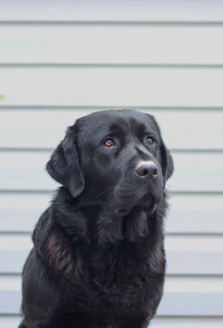 MEADOWLEAF LABRADORS