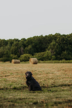 MEADOWLEAF LABRADORS
