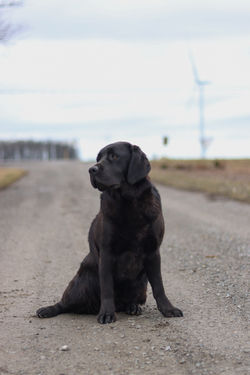 MEADOWLEAF LABRADORS