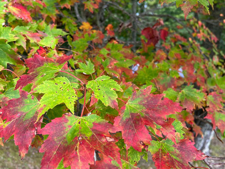 leaves on a maple tree turning from green to red