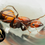 Thumbnail: Camponotus nicobarensis