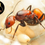Thumbnail: Camponotus nicobarensis