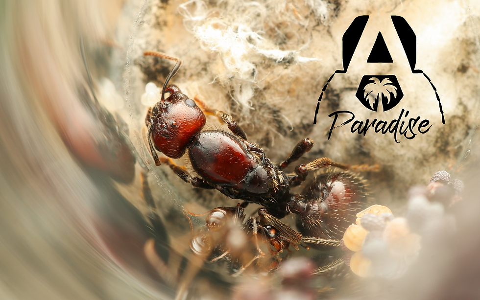 Thumbnail: Messor barbarus