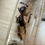 Thumbnail: Camponotus barbaricus