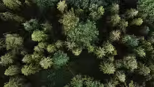 Picture of trees to demonstrate ESG 