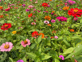 Wildflowers at the Pocket