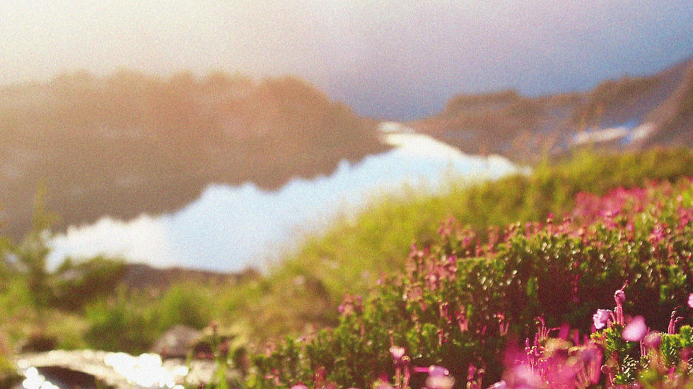 פריחה, זריחה