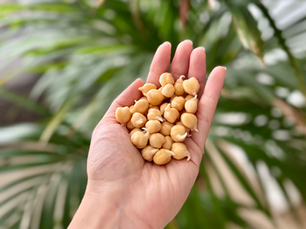 חומוס מונבט בכף היד - דוגמה להנבטת קטניות