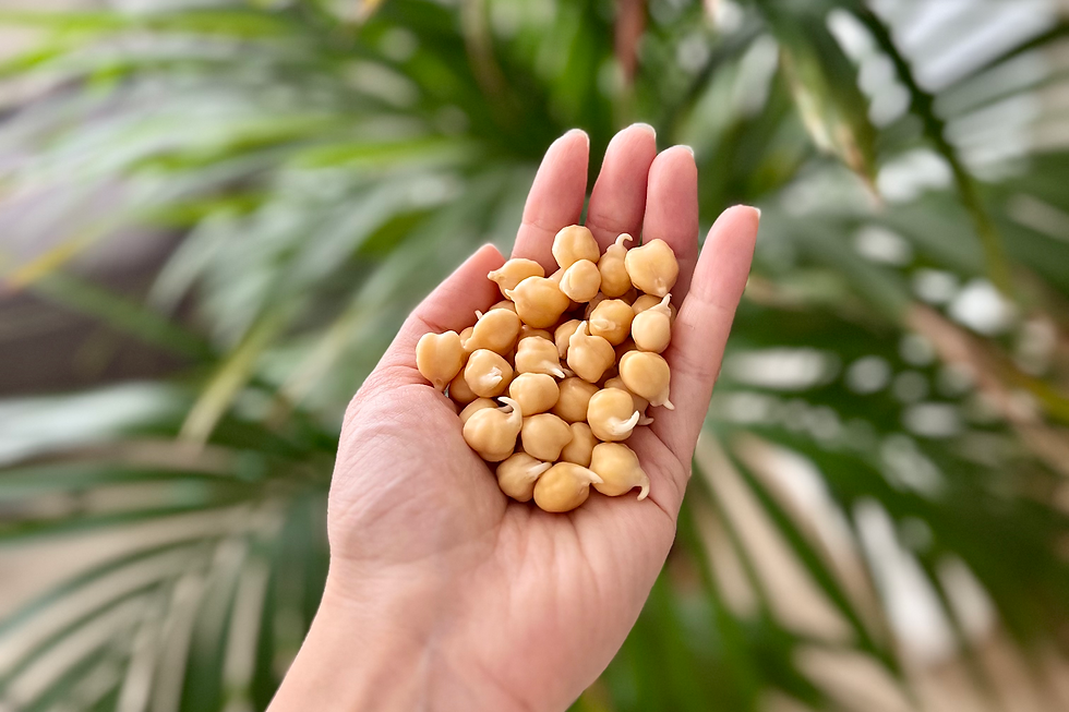 חומוס מונבט בכף היד - דוגמה להנבטת קטניות