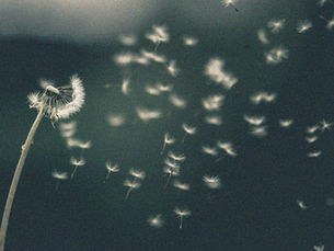 סבא סביון עף ברוח