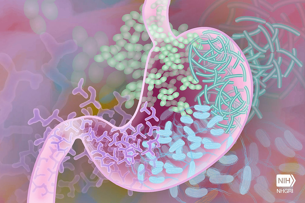 The Human Microbiome Explained