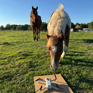 Chevaux dans un prés intrigués par un drone au sol