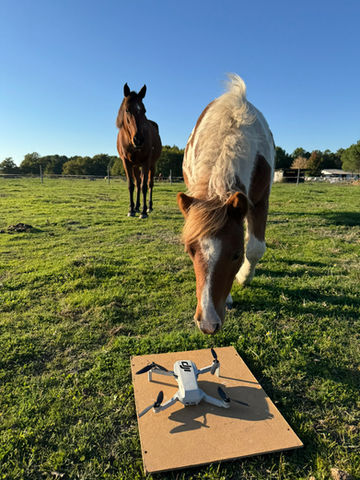 Chevaux dans un prés intrigués par un drone au sol