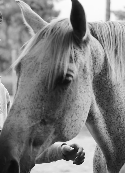 Cheval lors d'une séance d'Equicoaching