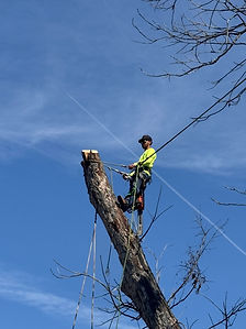 Residential Tree Removal