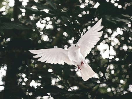 Blessed are the peacemakers