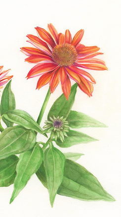 red_echinacea_2020_edited_edited_edited_edited_edited.png