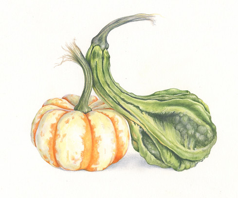 pumpkin_gourd_2024.jpg