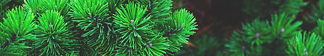 conifer_edited.jpg