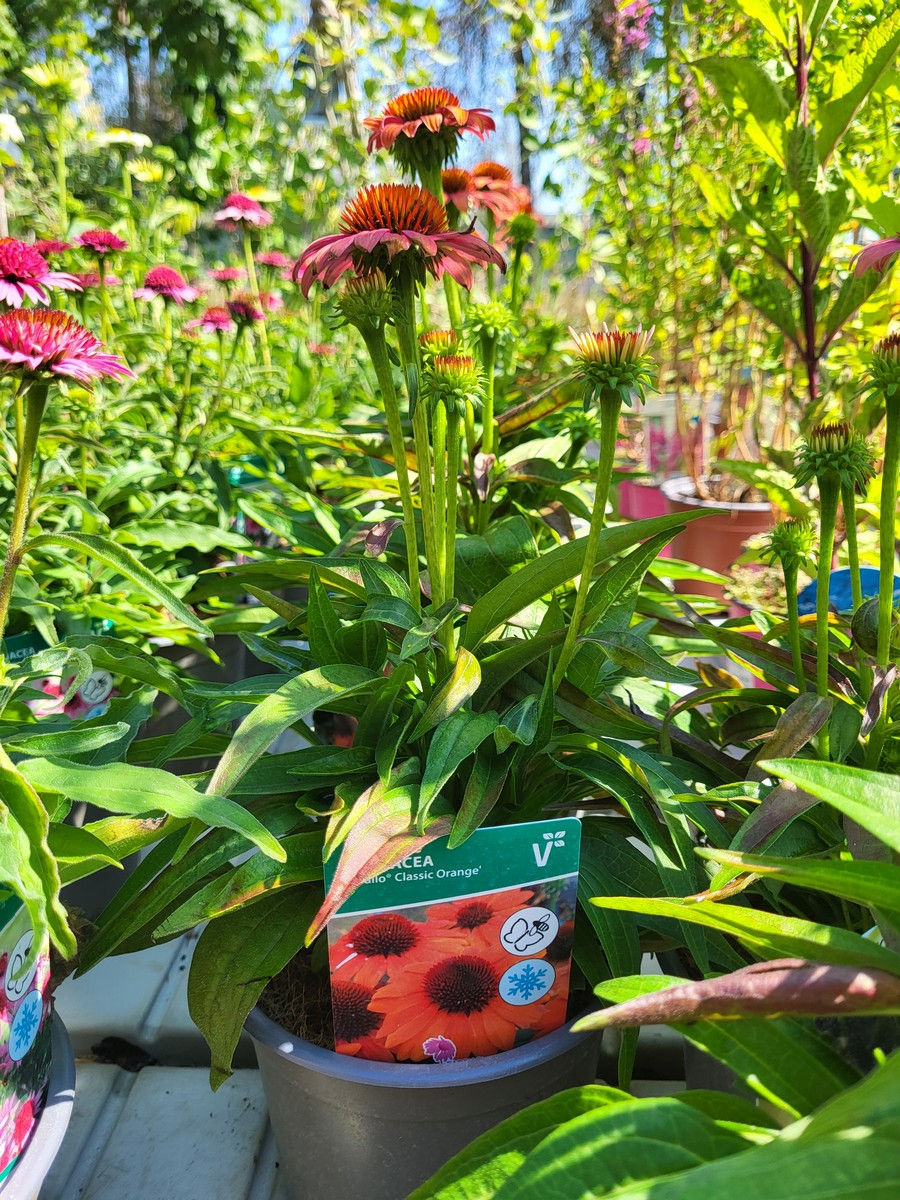 Miniatúra: Echinacea purpurová CLASSIC ORANGE