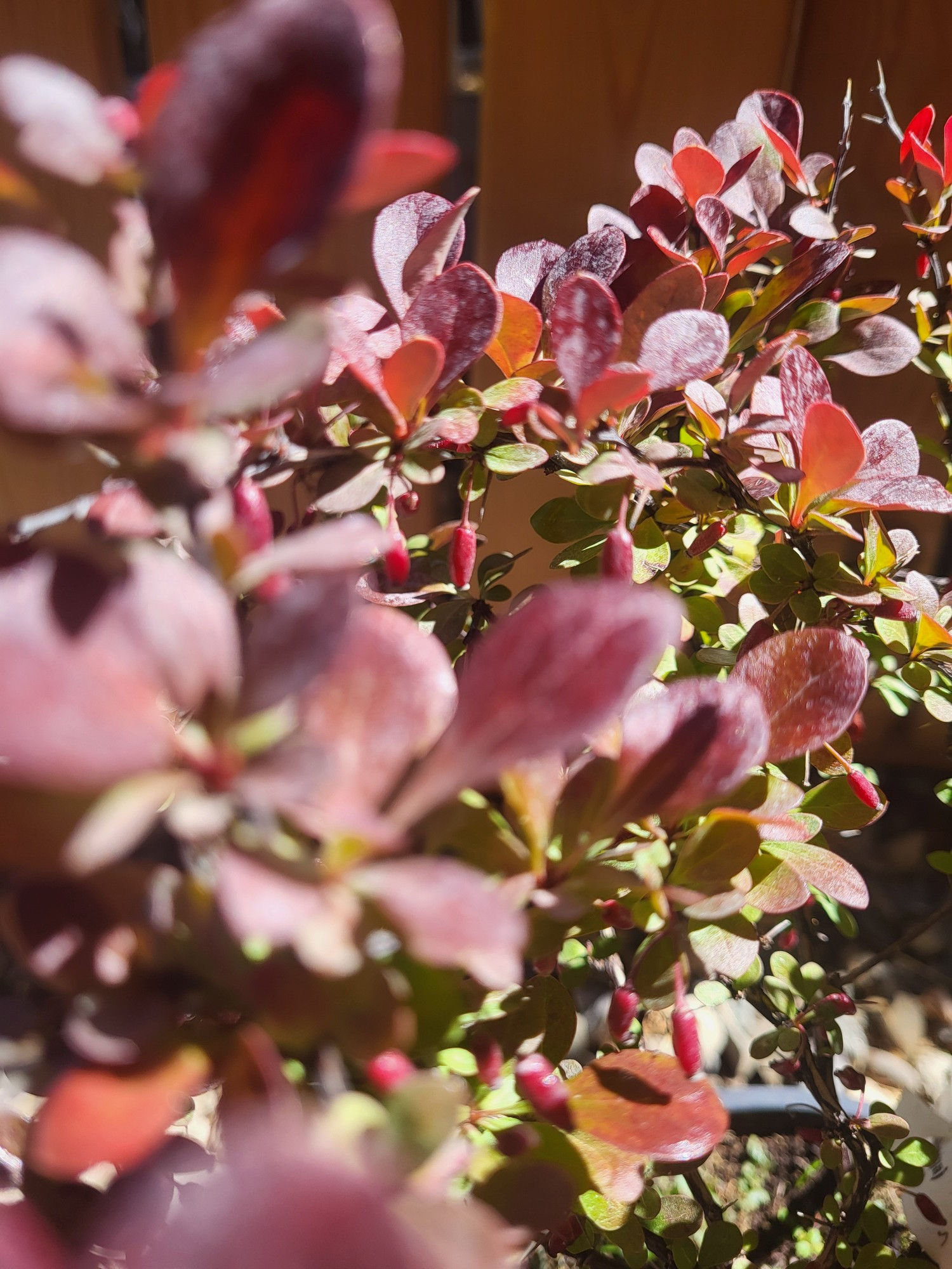 Dráč thunbergov – ‘Atropurpurea Nana’