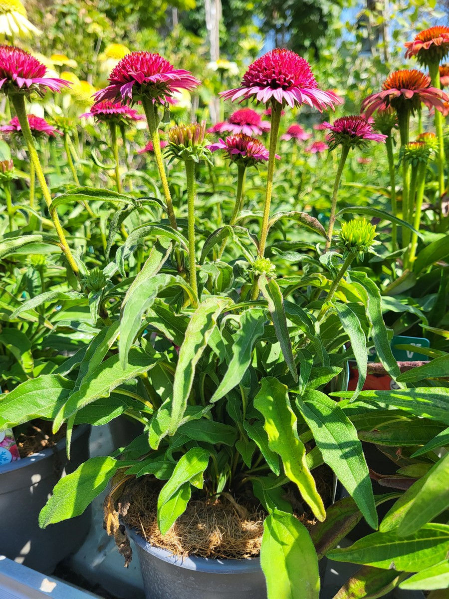 Miniatúra: Echinacea purpurová 'Double Rose'