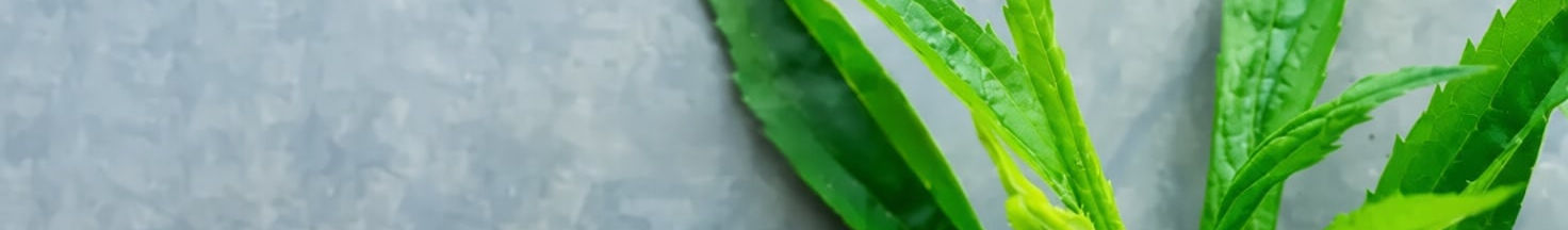 Green leaves scenery background image.