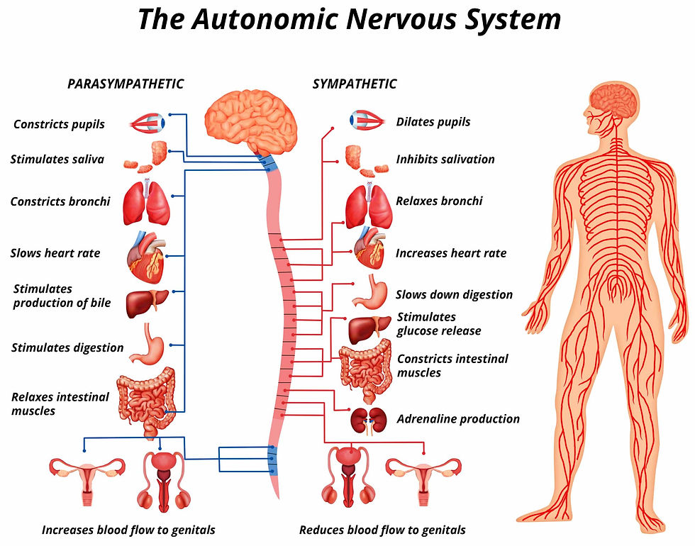 the-autonomic-nervous-system-scaled.jpg (2560×2012)