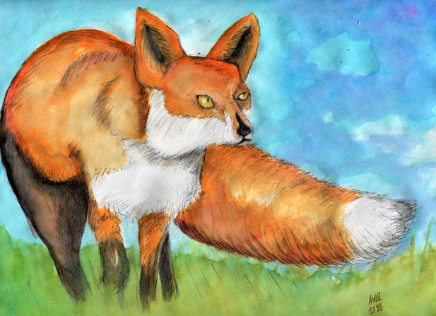 more fox.jpg