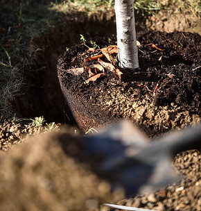 tree planting.jpg