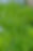 sedges