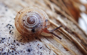 Nancibella quintalae_lowres.jpg