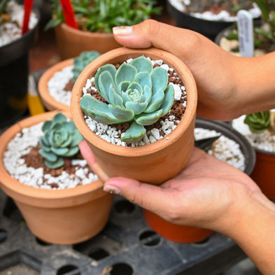 Suculenta3.jpg