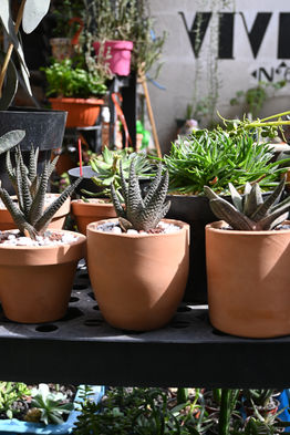 DSC_4367.JPG