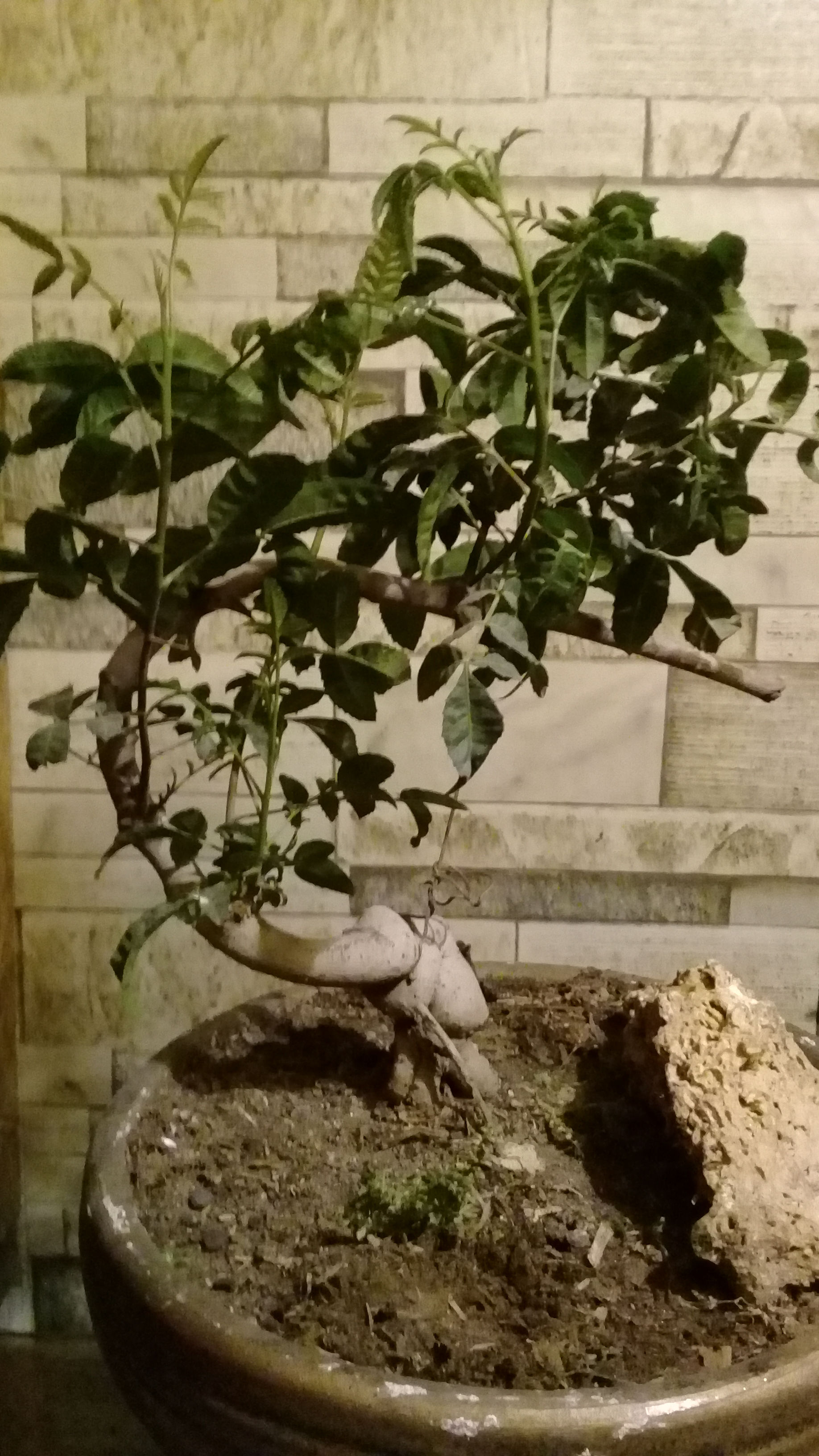 Bonsai Molle Costeño