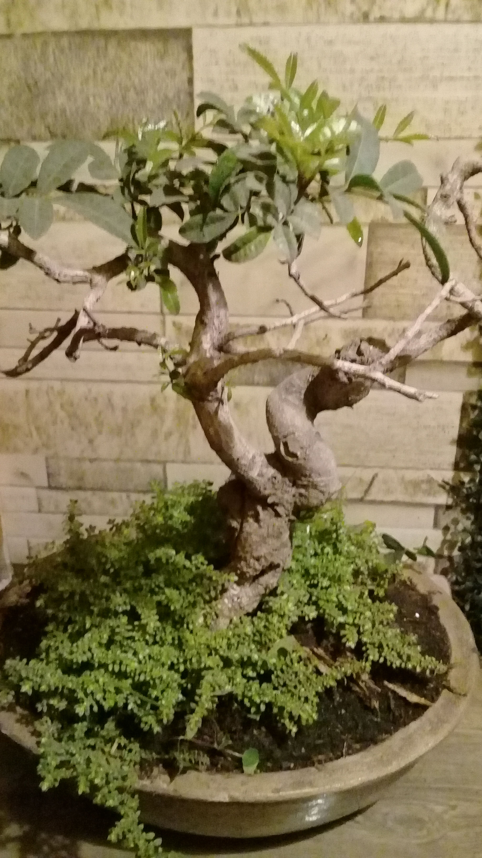 Bonsai molle costeño