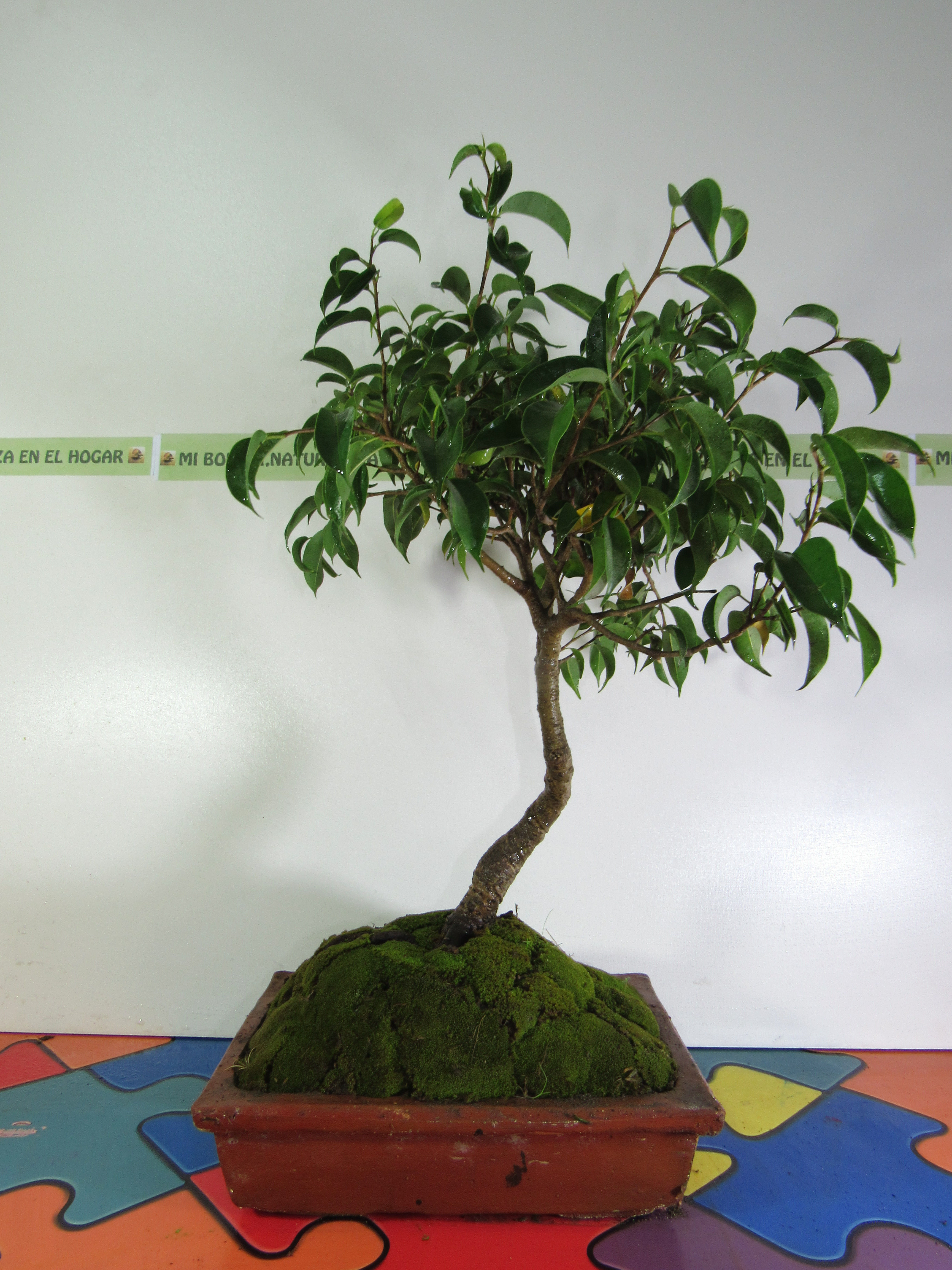 bonsai ficus