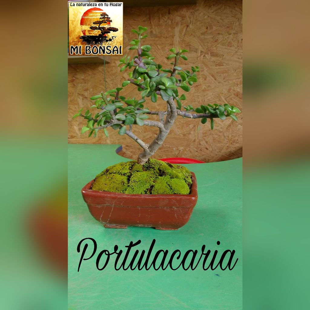 POTULACARIA
