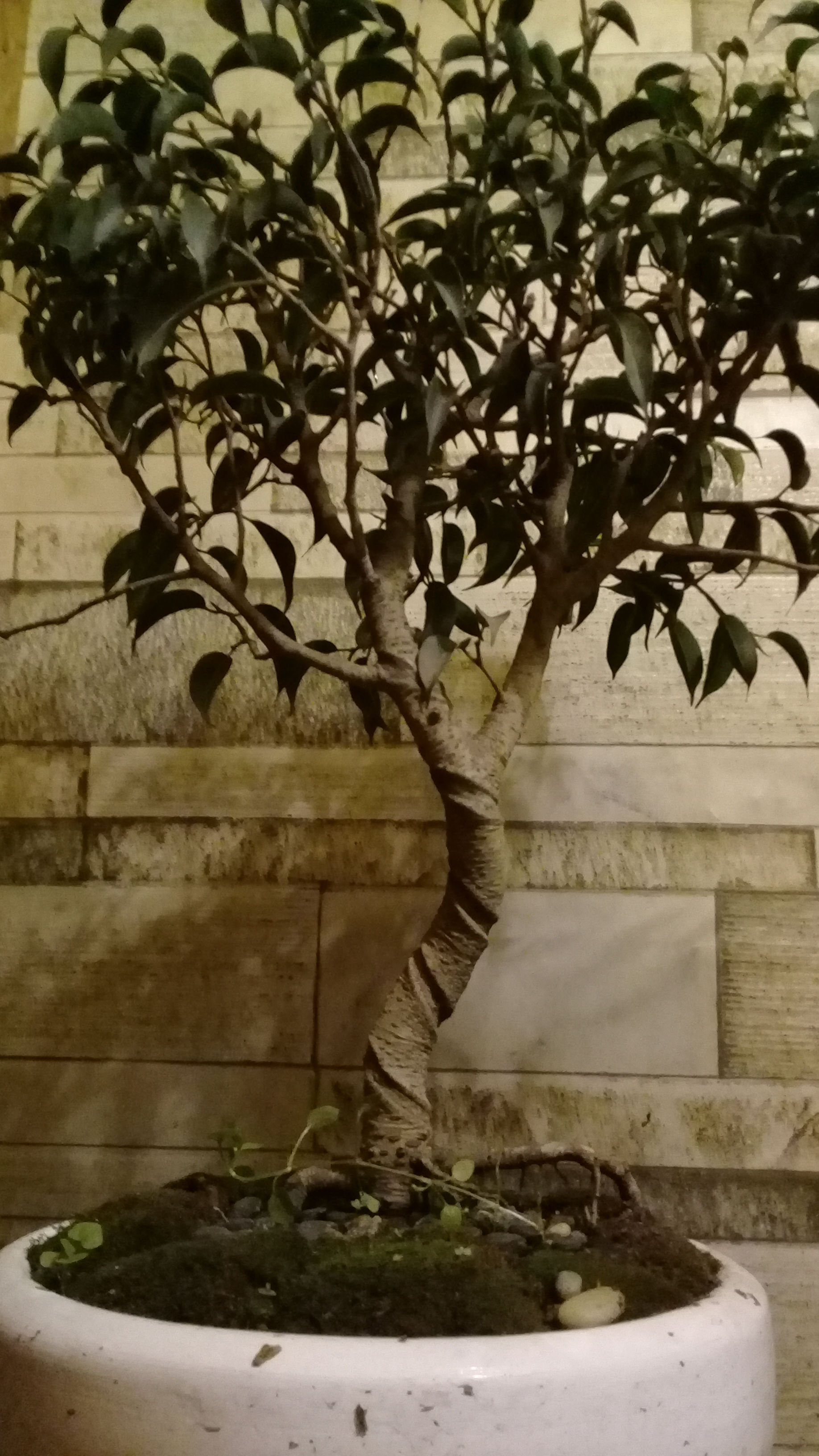 bonsai ficus