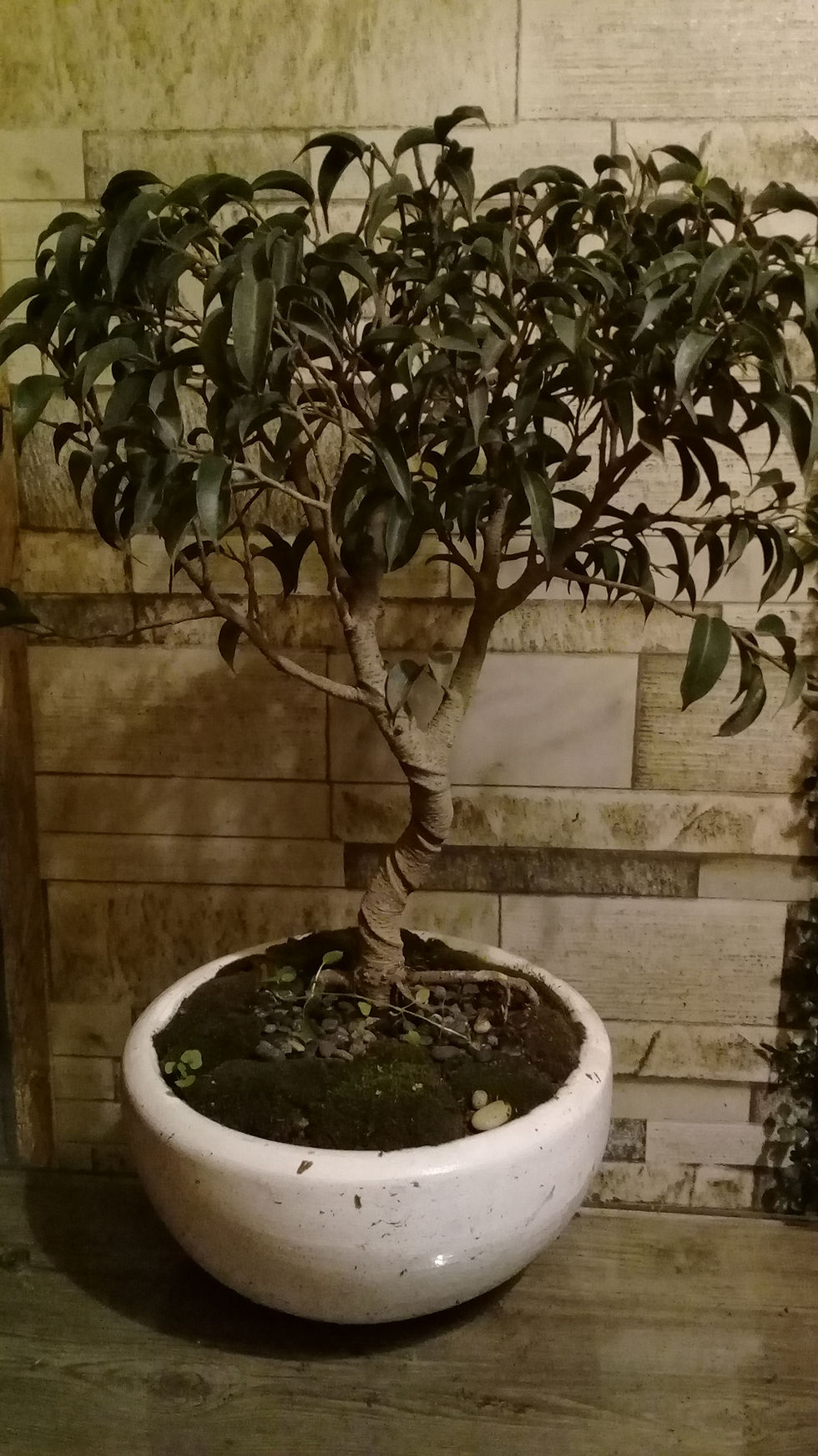 Miniatura: bonsai ficus