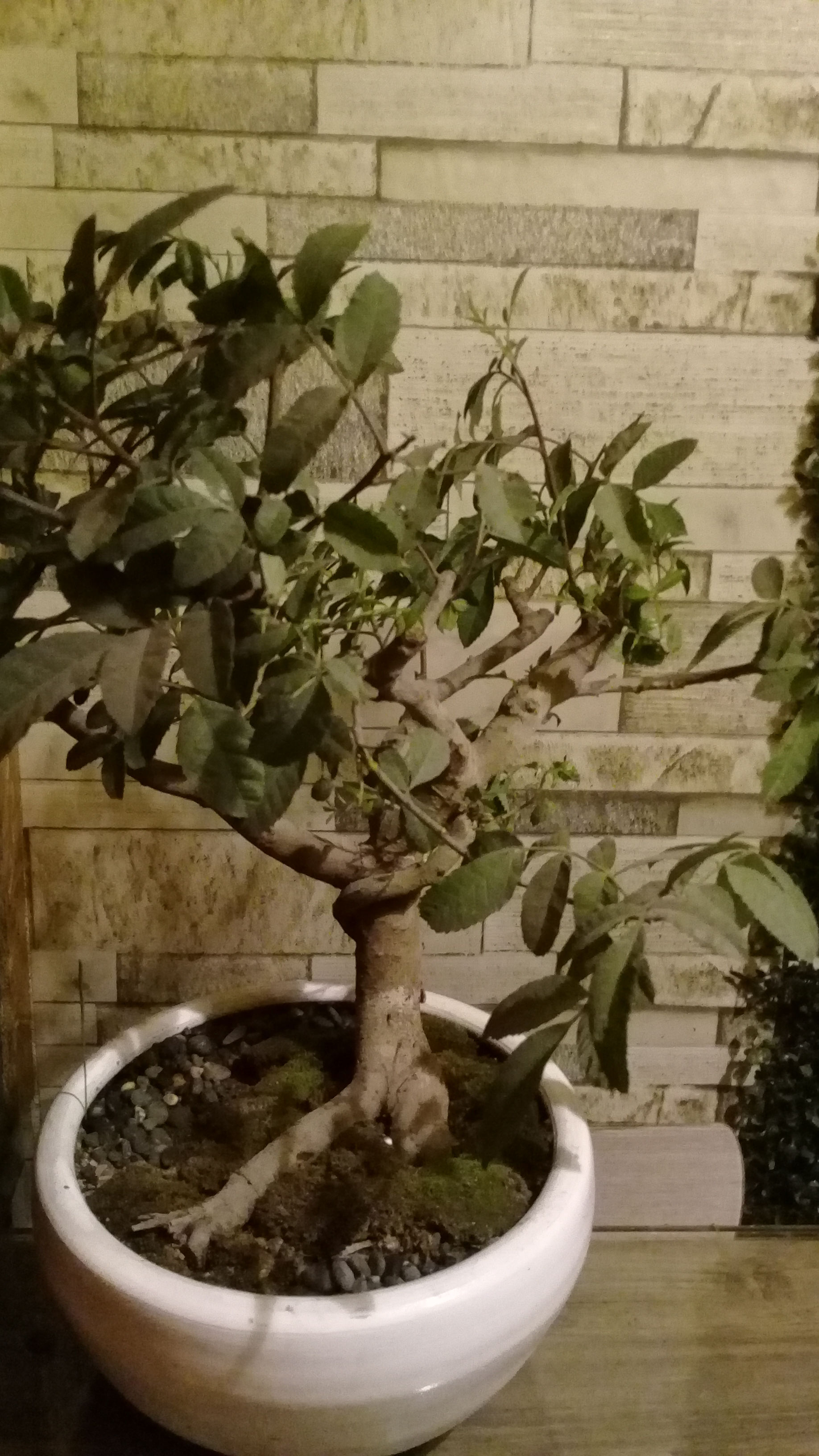 Bonsai molle Costeño