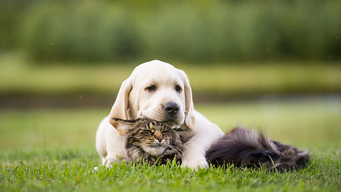 AdobeStock_171307127.jpeg