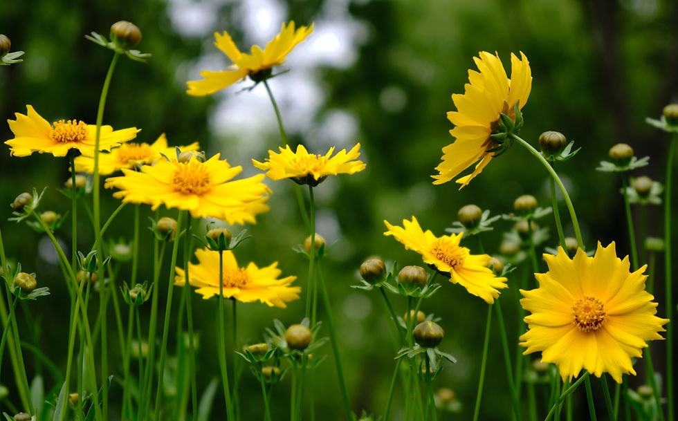 decorative picture of bright yellow flowers