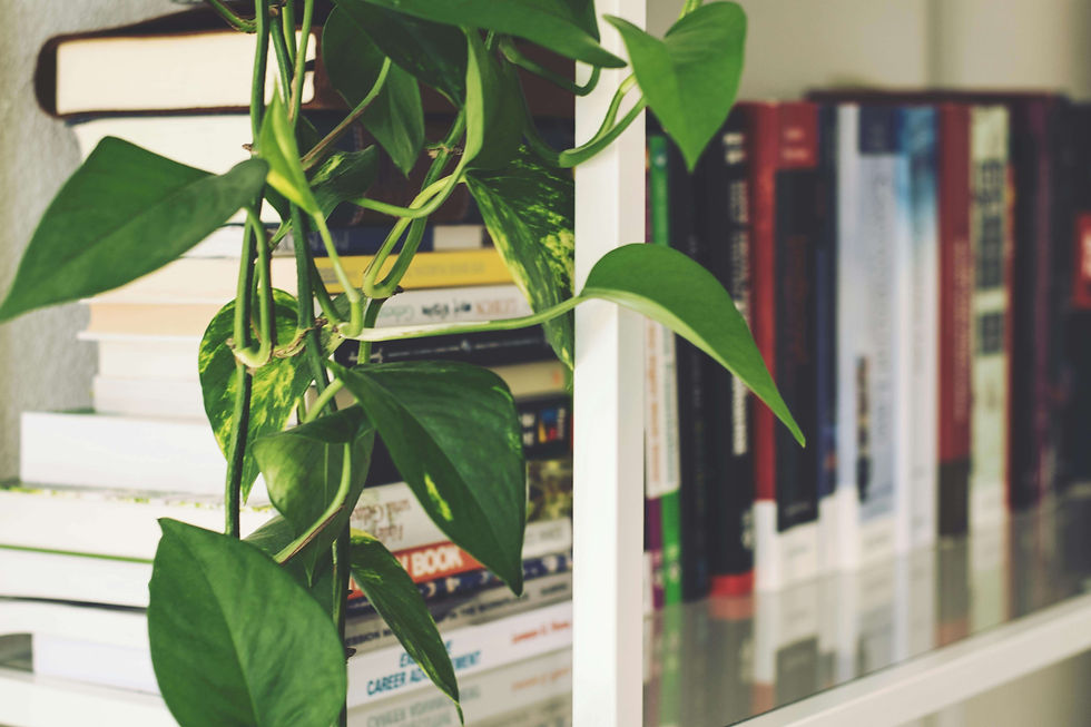 Close-up of green houseplants on a bookshelf, symbolizing calm, growth, and healing supported through South Asian therapy for eldest daughters in NYC | south asian therapy for eldest daughter nyc - therapy for adult daughters of high expectation families nyc - eldest daughter syndrome nyc