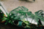 Close-up of a houseplant, symbolizing resilience, healing, and emotional growth fostered through therapy with a South Asian therapist for complex trauma in NYC | south asian therapist for complex trauma nyc - south asian therapy for complex trauma nyc - immigrant trauma therapy nyc