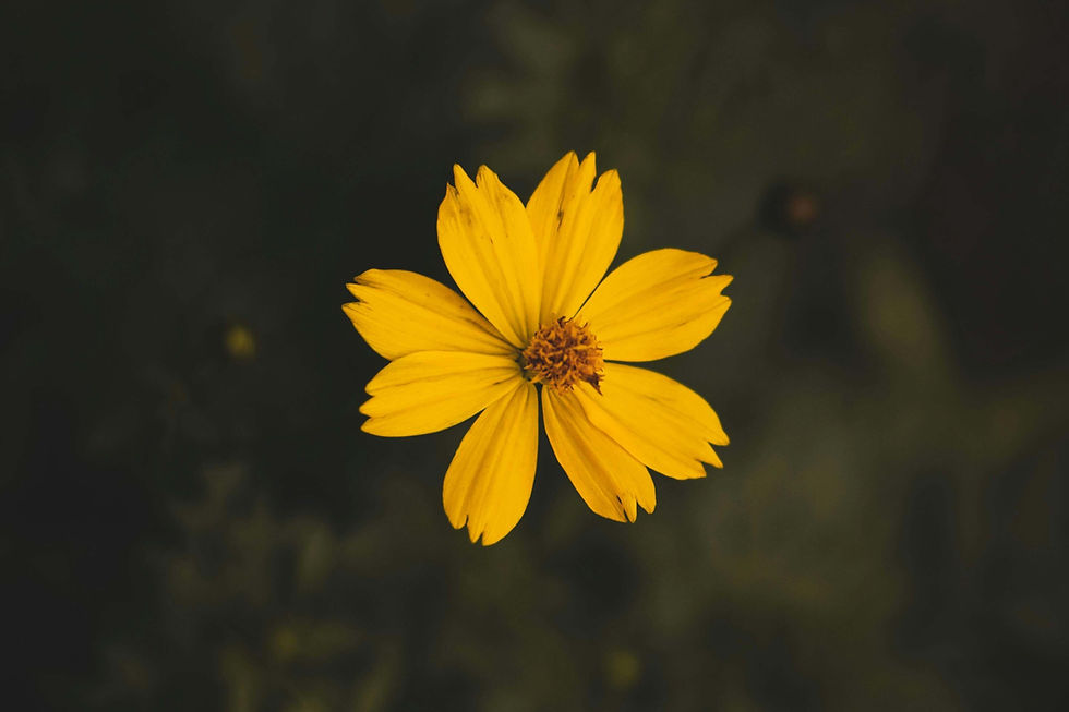 Close-up of a yellow flower standing out from its surroundings, representing individuality and self-worth supported by South Asian therapy for low self-esteem in NYC | therapy for low self esteem nyc - south asian therapy nyc - south asian therapist nyc
