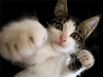 cat GIF.gif