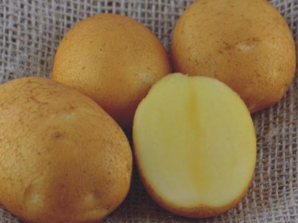 Batata semente Beo