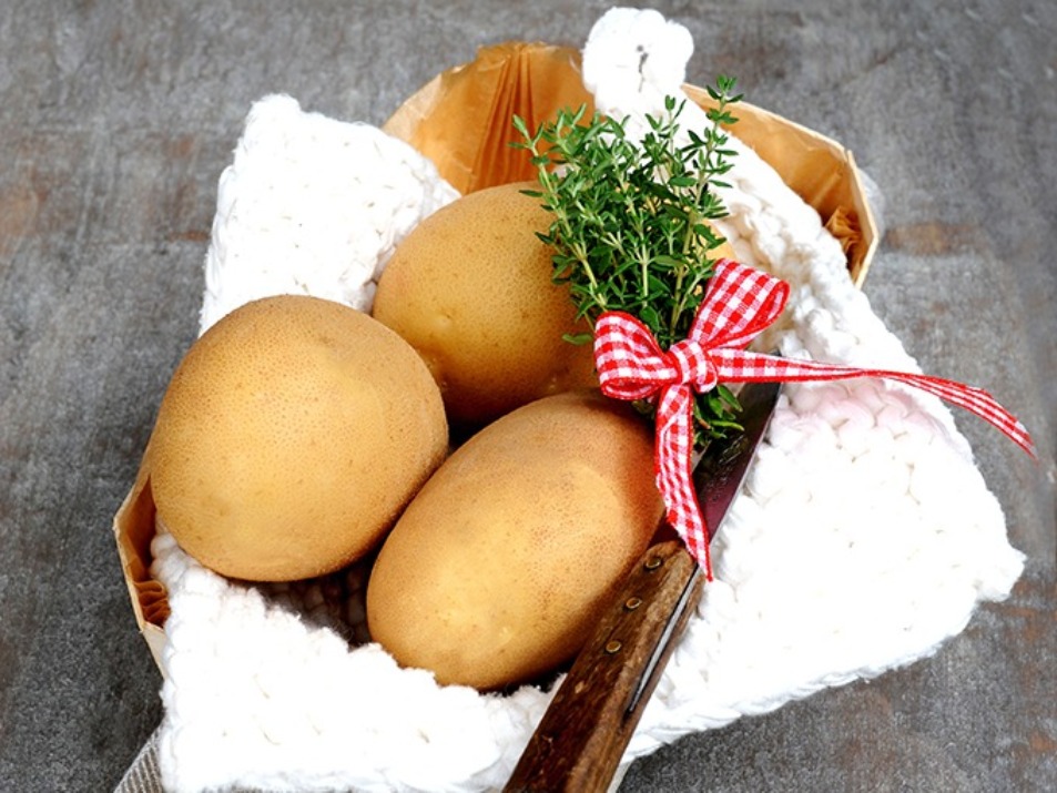 Batata semente Otolia