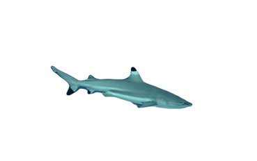 Blacktip shark Tarzan-Diving scuba diving Raja Ampat